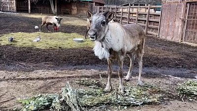 Северный олень пришёл знакомиться в вольер самок: видео Челябинского зоопарка