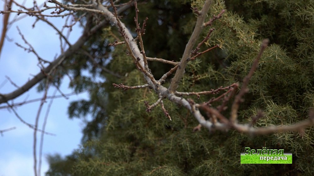 Зеленая передача 14.04.2022