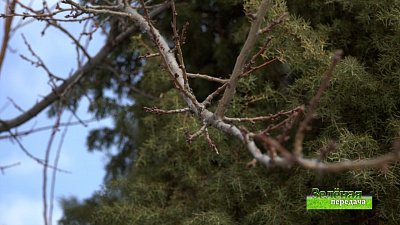 Зеленая передача 14.04.2022