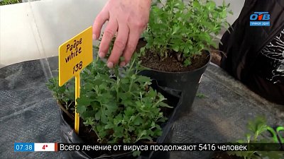 Как получить саженцы хризантем бесплатно? в рубрике «Руки садовода»