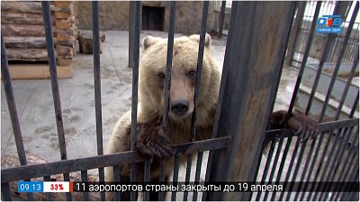 Как себя чувствует медведица Забава — Прямое включение из Челябинского зоопарка