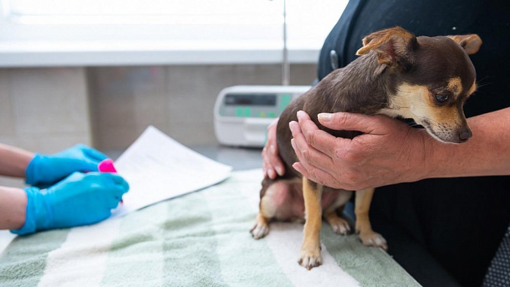 В России запатентовали вакцину от ковида для животных