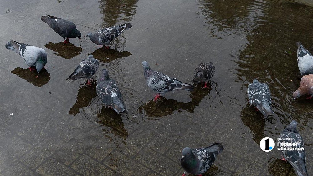 Южноуральцам обещают дождливую и ветреную погоду