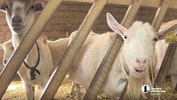 Фермер из Миасса производит аналоги санкционных сыров