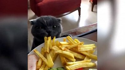 Мех и смех: картофельный воришка, игра в нападение и снежные ванны