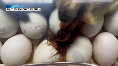 В зоопарке Челябинска родился утенок
