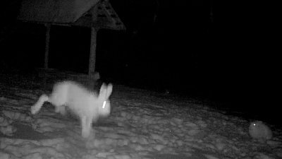 Видео второго раунда заячьего бокса на Таганае