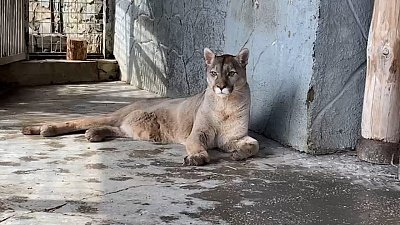 В Челябинском зоопарке провели полное медицинское обследование пумы Лео