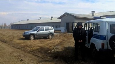 В Красноармейском районе на свинокомплексе погибли рабочие В Красноармейском районе на свинокомплексе погибли рабочие