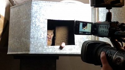 В Трехгорном для спасения кота вскрыли вентиляцию многоквартирного дома