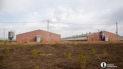 Агрофирма «Ариант» инвестирует в производство свинины 3,2 млрд рублей