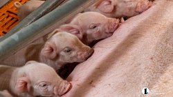 Агрофирма «Ариант» инвестирует в производство свинины 3,2 млрд рублей