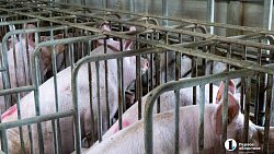 Агрофирма «Ариант» инвестирует в производство свинины 3,2 млрд рублей