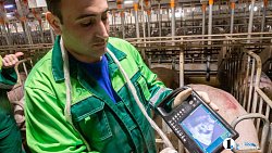 Агрофирма «Ариант» инвестирует в производство свинины 3,2 млрд рублей