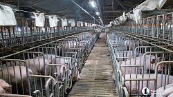 Агрофирма «Ариант» инвестирует в производство свинины 3,2 млрд рублей