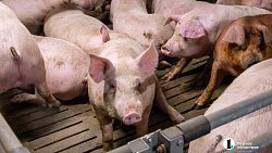 Агрофирма «Ариант» инвестирует в производство свинины 3,2 млрд рублей