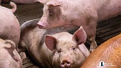 Агрофирма «Ариант» инвестирует в производство свинины 3,2 млрд рублей