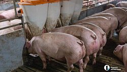 Агрофирма «Ариант» инвестирует в производство свинины 3,2 млрд рублей
