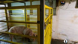 Агрофирма «Ариант» инвестирует в производство свинины 3,2 млрд рублей