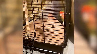 Мех и смех: музыкальный пес, странное соседство и наглая собака