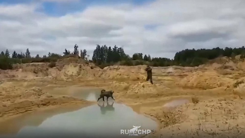 В Челябинской области прекратили уголовное дело о резонансном убийстве хаски на карьере