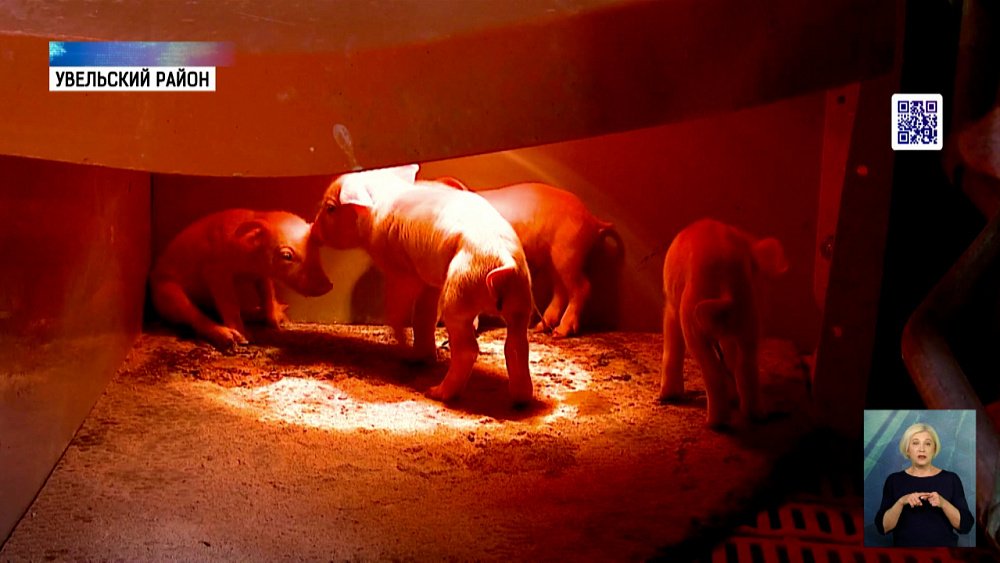 В регионе поголовье свиней увеличили вдвое