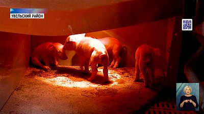 В регионе поголовье свиней увеличили вдвое