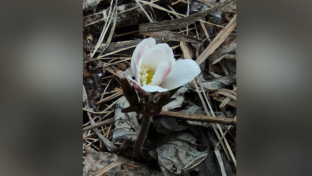 В нацпарке «Зигальга» зацвели первые ветреницы
