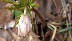 В нацпарке «Зигальга» зацвели первые ветреницы