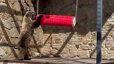 В Челябинском зоопарке показали игры медведицы Шкоды