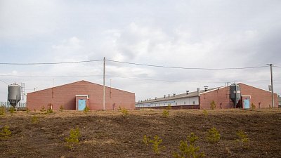 Аграрии Челябинской области развивают импортозамещение