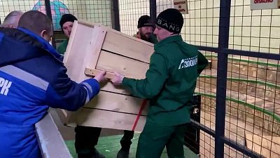 Посетители Челябинского зоопарка скоро смогут увидеть львенка