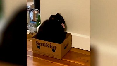 Мех и смех: бараний разбег, неприятный звук и скользкая дорожка