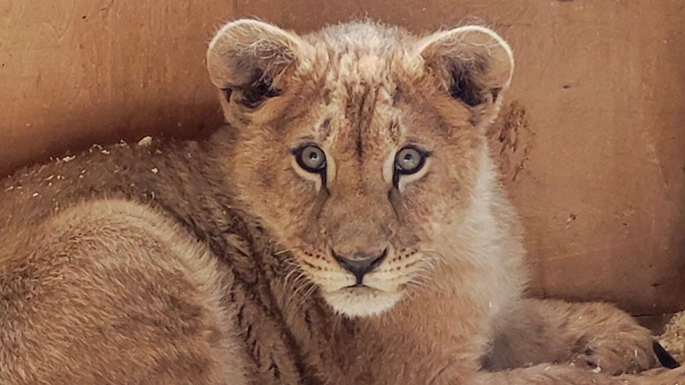 Челябинцы предложили назвать нового львенка в зоопарке Добрыней