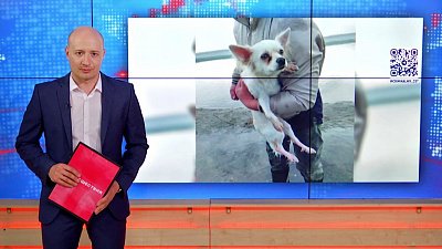 Челябинец спас собаку с дрейфующей льдины