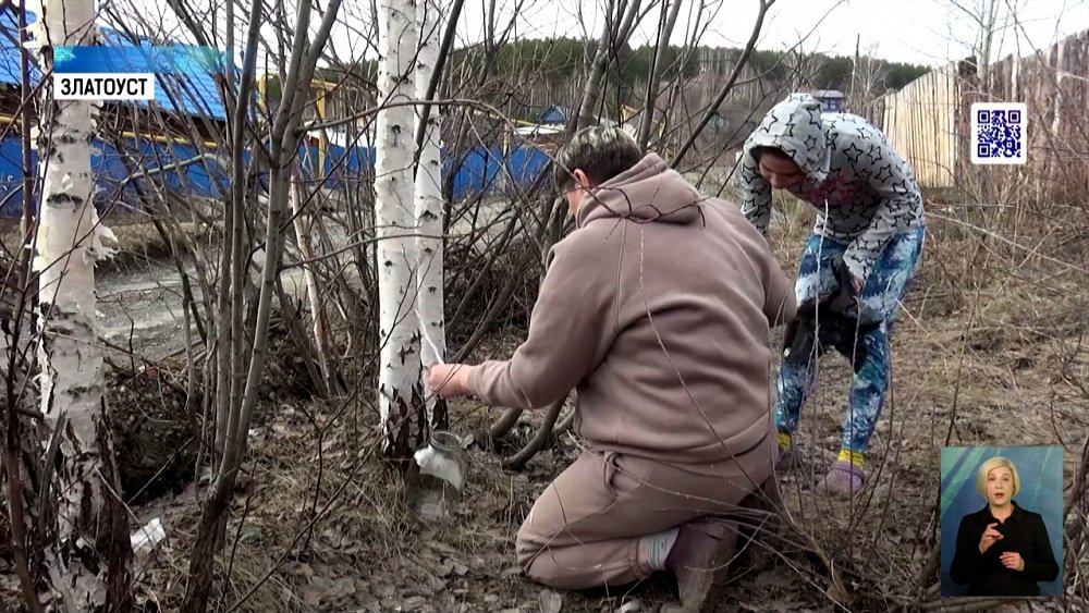 На Южном Урале начали собирать берёзовый сок
