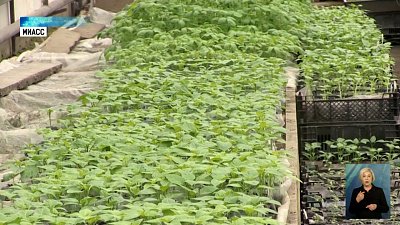 Селекционеры-южноуральцы пополнят семенной фонд