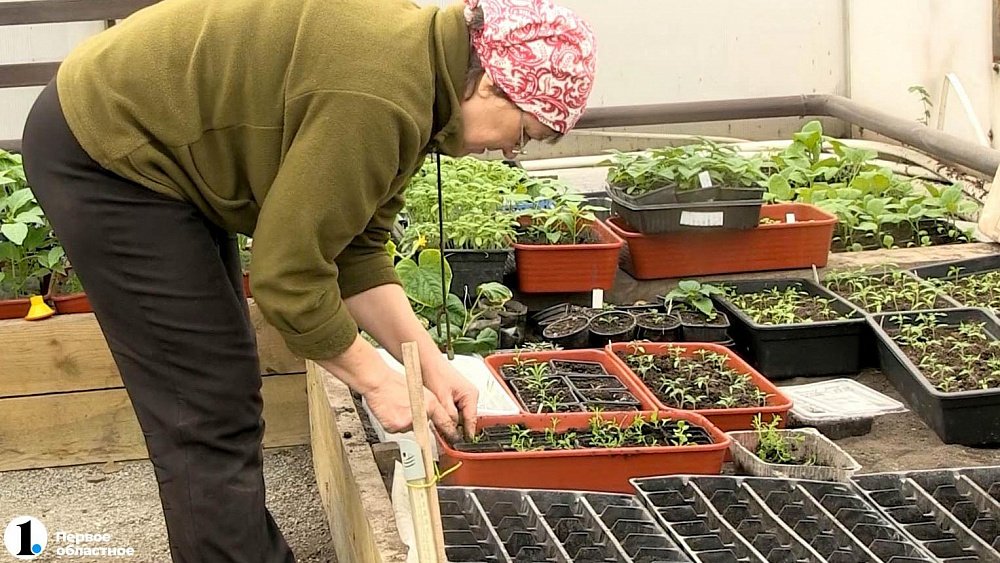 Миасские селекционеры обеспечат отечественными семенами южноуральских аграриев