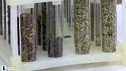 Миасские селекционеры обеспечат отечественными семенами южноуральских аграриев