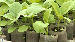 Миасские селекционеры обеспечат отечественными семенами южноуральских аграриев