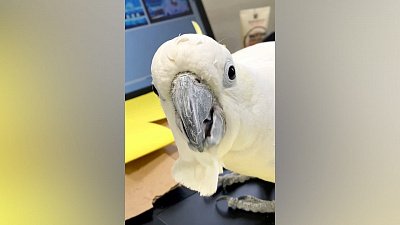 Попугая Жору объявили самым трудолюбивым сотрудником Челябинского зоопарка