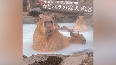 Мех и смех: ленивый захват, релакс и бешеный хвост
