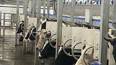 Молочную ферму запустили в Агаповском районе с господдержкой