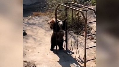 Мех и смех: танцующий медведь, недружелюбный попугай и веселый поросенок