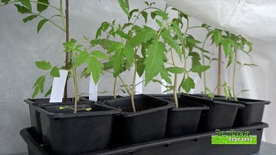 Зеленая передача 21.04.2022