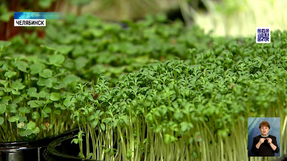 Выращивать зелень на подоконнике стало модно