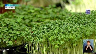 Выращивать зелень на подоконнике стало модно