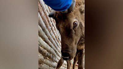 Марал Горыныч из Челябинского зоопарка показал растущие рожки