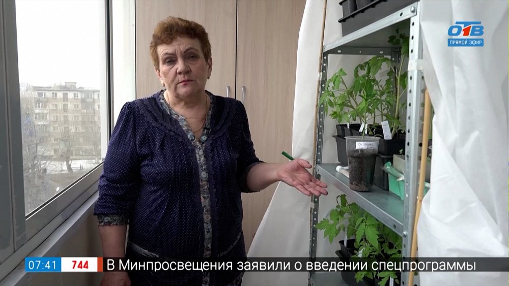 Рассада просится на волю в рубрике «Руки садовода»