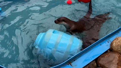 Выдры в Челябинском зоопарке показали трюки в бассейне